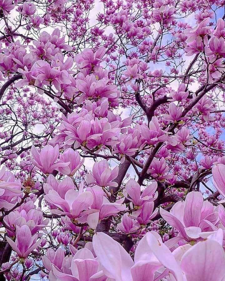 Eternal Embrace of Roseate Blooms
